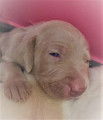 Superbes chiots Braque de Weimar bientot disponibles