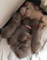 Superbes chiots Braque de Weimar bientot disponibles