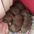 Superbes chiots Braque de Weimar bientot disponibles