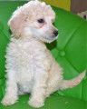 Chiot Caniche Royal blanc