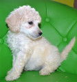 Chiot Caniche Royal blanc