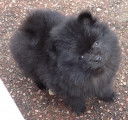 Chiots spitz