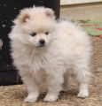 Chiots spitz