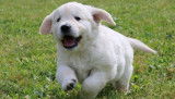 Golden Retriever Chiot a vendre Nice Nissa PACA Alpes maritimes