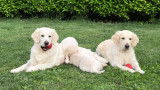 Golden Retriever Chiot a vendre Nice Nissa PACA Alpes maritimes