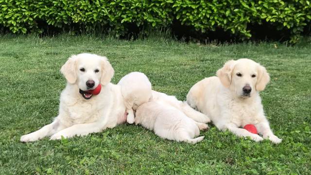 Chiot Golden Retriever A Vendre Nice La Trinite Alpes Maritimes Paca Petite Annonce Chien