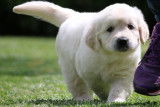 Golden Retriever Chiot a vendre Nissa PACA Alpes maritimes