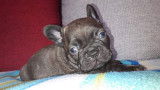 Chiot bouledogue français fauve et bringé