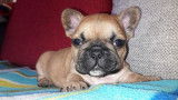 Chiot bouledogue français fauve et bringé