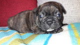 Chiot bouledogue français fauve et bringé