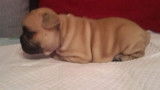 Chiot bouledogue français fauve et bringé