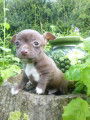 femelle chihuahua noire pam blanche poils court
