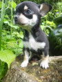 male chihuahua chocolat pam blanc poils court