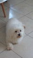 Bichon maltais