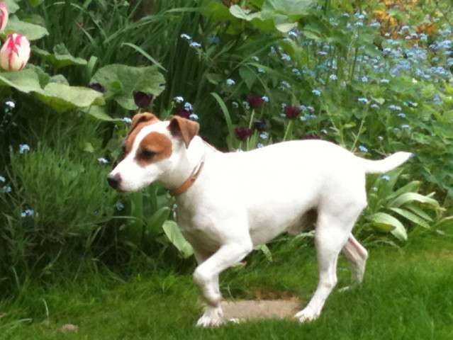 Donne Jack Russell (age 13 ans)