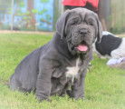 Chiots mâtin de naples LOF