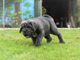 Chiots mâtin de naples LOF
