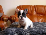 Chiot Bouledogue Francais