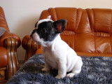 Chiot Bouledogue Francais