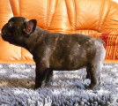 Chiot Bouledogue Francais