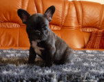 Chiot Bouledogue Francais