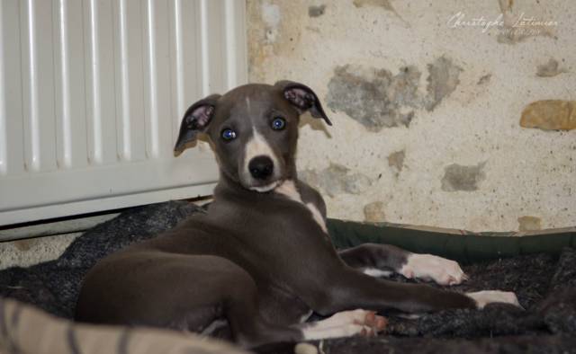 Magnifiques BB lévriers whippet