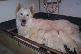 Chiots berger blanc suisse