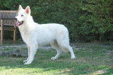 Chiots berger blanc suisse