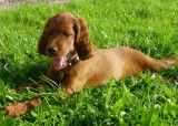 Chiots setter irlandais rouge