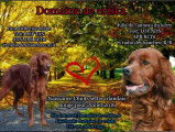 Chiots setter irlandais rouge