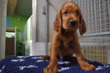 Chiots setter irlandais rouge