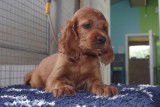 Chiots setter irlandais rouge