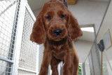 Chiots setter irlandais rouge