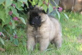 A réserver chiots berger belges tervueren