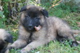 A réserver chiots berger belges tervueren