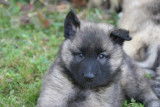 A réserver chiots berger belges tervueren
