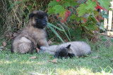 A réserver chiots berger belges tervueren