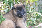 A réserver chiots berger belges tervueren