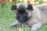 A réserver chiots berger belges tervueren