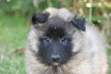 A réserver chiots berger belges tervueren