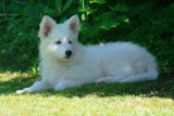 Chiot berger blanc suisse lof