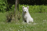 Chiot berger blanc suisse lof