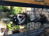 Chien adulte de type Husky Sibérien Mâle à vendre