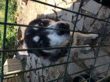 Chien adulte de type Husky Sibérien Mâle à vendre
