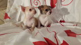 chiots chihuahuas