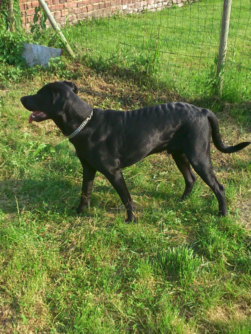 Labrador croise braque allemand