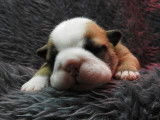 Bulldog Anglais pedigree profil