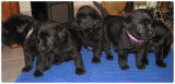 Labradors noirs mâles LOF