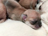 chiot chihuahua dort