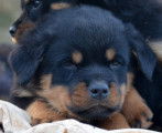 Chiots rottweiler LOF typés, massifs